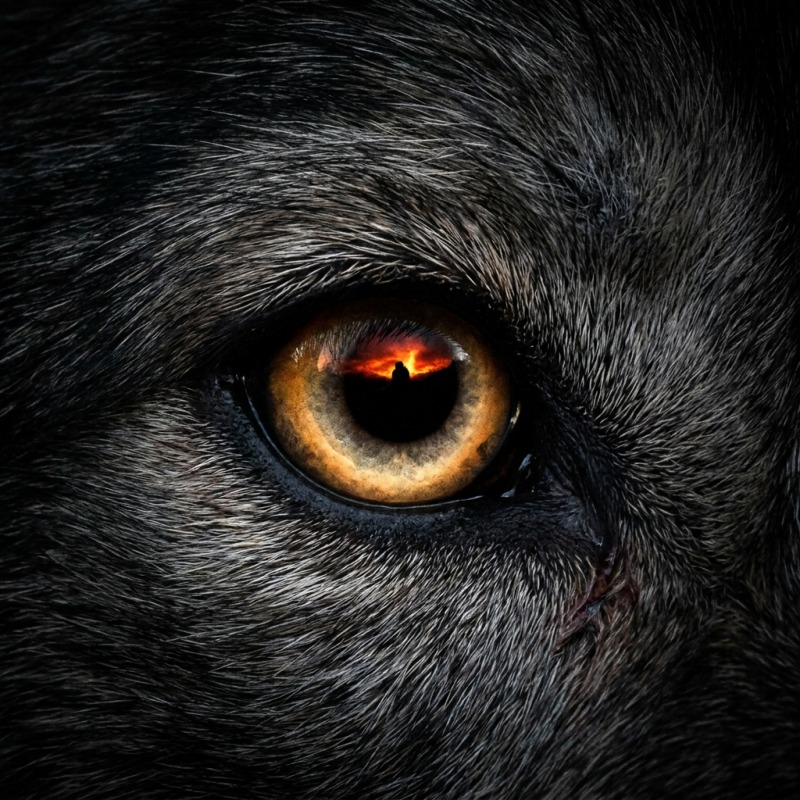 Fenrir Calls cover
